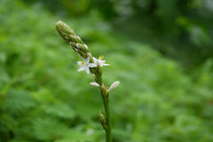 Chlorophytum glaucum